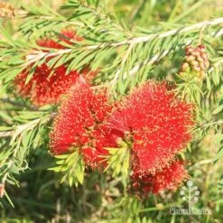 Callistemon Rocky Rambler -Australian Plants Online Sales apo rocky rambler flowers