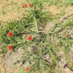 Callistemon Rocky Rambler -Australian Plants Online Sales apo rocky rambler habit