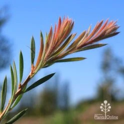 Callistemon Rocky Rambler -Australian Plants Online Sales apo rocky rambler new leaf colour