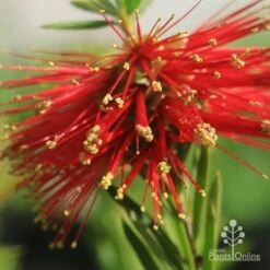 Callistemon Rocky Rambler -Australian Plants Online Sales apo rocky rambler superclose