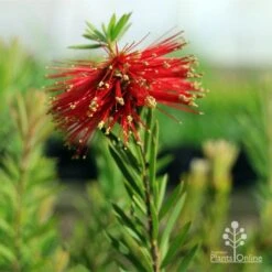 Callistemon Rocky Rambler -Australian Plants Online Sales apo rocky rambler tubestock flowering