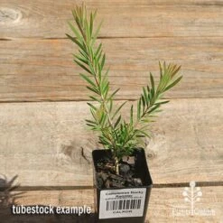 Callistemon Rocky Rambler -Australian Plants Online Sales apo rocky rambler tubestock top
