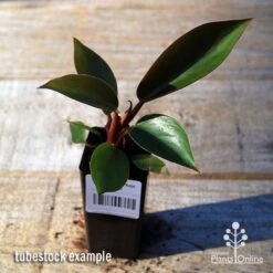 Philodendron Rojo Congo -Australian Plants Online Sales apo rojo congo tubestock top