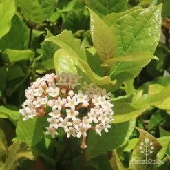 Rondeletia Amoena -Australian Plants Online Sales apo rondeletia amoena flower leaf