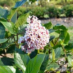 Rondeletia Amoena -Australian Plants Online Sales apo rondeletia amoena hedge