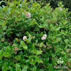 Rondeletia Amoena -Australian Plants Online Sales apo rondeletia amoena hedging
