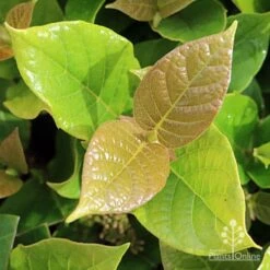 Rondeletia Amoena -Australian Plants Online Sales apo rondeletia amoena new leaf colour