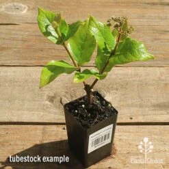 Rondeletia Amoena -Australian Plants Online Sales apo rondeletia amoena tubestock