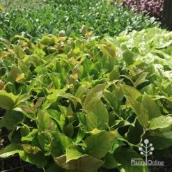 Rondeletia Amoena -Australian Plants Online Sales apo rondeletia amoena tubestock plants