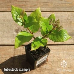 Rondeletia Amoena -Australian Plants Online Sales apo rondeletia amoena tubestock top