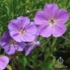 Geranium Rozanne