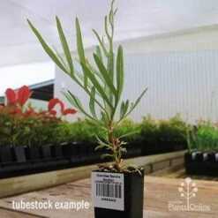 Grevillea Sandra Gordon 17 Grevillea Sandra Gordon -Australian Plants Online Sales apo sandra gordon grevillea tubestock