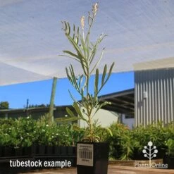 Grevillea Sandra Gordon 18 Grevillea Sandra Gordon -Australian Plants Online Sales apo sandra gordon grevillea tubestock 1