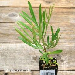 Grevillea Sandra Gordon 14 Grevillea Sandra Gordon -Australian Plants Online Sales apo sandra gordon tubestock