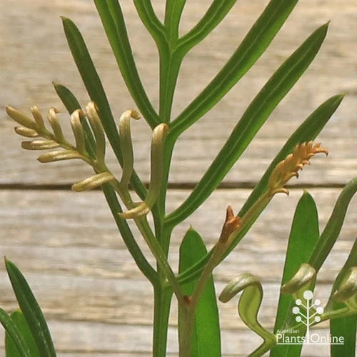 Grevillea Sandra Gordon 4 Grevillea Sandra Gordon - Image 2