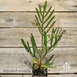 Grevillea Sandra Gordon 16 Grevillea Sandra Gordon -Australian Plants Online Sales apo sandra gordon tubestock top