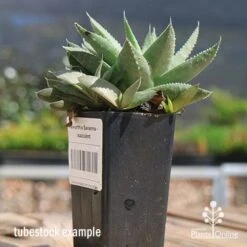 Haworthia Savanna - Succulent -Australian Plants Online Sales apo savanna and pups