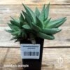 Haworthia Savanna - Succulent