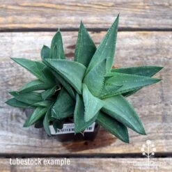 Haworthia Savanna - Succulent -Australian Plants Online Sales apo savanna big size top