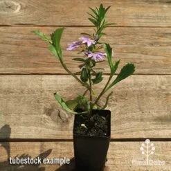 Scaevola Purple Fanfare - Fan Flower 11 Scaevola Purple Fanfare - Fan Flower -Australian Plants Online Sales apo scaevola fanfare tubestock flowering