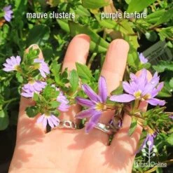 Scaevola Purple Fanfare - Fan Flower 13 Scaevola Purple Fanfare - Fan Flower -Australian Plants Online Sales apo scaevola flowersize compare