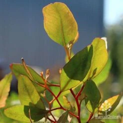 Eucalyptus Summer Scentsation - Flowering Gum -Australian Plants Online Sales apo scentsation gum red stems