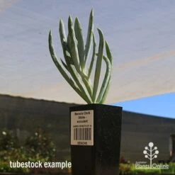 Senecio Chalk Sticks - Succulent -Australian Plants Online Sales apo seneci ochalk sticks tubestock sun