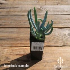 Senecio Chalk Sticks - Succulent -Australian Plants Online Sales apo senecio chalk sticks tubestock