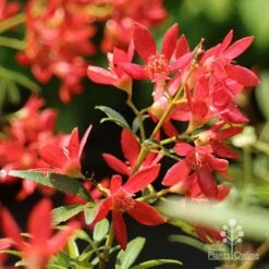 Ceratopetalum Shiraz - Christmas Bush -Australian Plants Online Sales apo shiraz christmas bush flowers