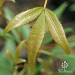 Ceratopetalum Shiraz - Christmas Bush -Australian Plants Online Sales apo shiraz new leaf