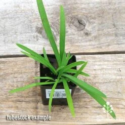 Agapanthus Silver Baby 14 Agapanthus Silver Baby -Australian Plants Online Sales apo silver baby tubestock top