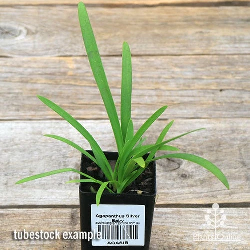 Agapanthus Silver Baby 5 Agapanthus Silver Baby - Image 3