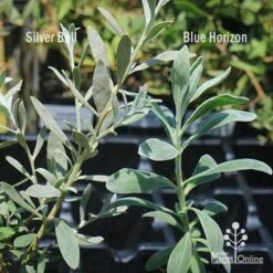 Eremophila Blue Horizon - Emu Bush -Australian Plants Online Sales apo silver ball v blue horizon 1