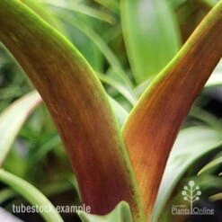Alcantarea Silver Plum - Bromeliad -Australian Plants Online Sales apo silver plum tubetock colouring