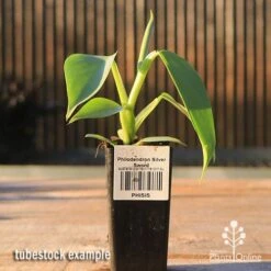 Philodendron Silver Sword -Australian Plants Online Sales apo silver sword tubestock side