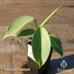 Philodendron Silver Sword -Australian Plants Online Sales apo silver sword tubestock top