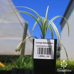 Liriope Silverlawn -Australian Plants Online Sales apo silverlawn liriope tubestock