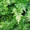 Pteris - Slender Brake Fern -Australian Plants Online Sales apo slender pteris plants