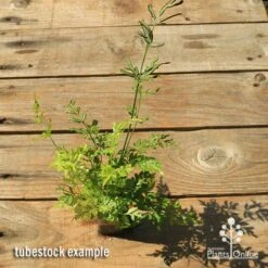 Pteris - Slender Brake Fern -Australian Plants Online Sales apo slender pteris tubestock top