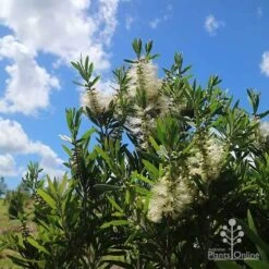 Callistemon Snow Burst -Australian Plants Online Sales apo snow burst flowering blue skies