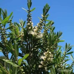 Callistemon Snow Burst -Australian Plants Online Sales apo snow burst flowering blue sky