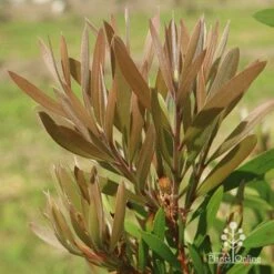 Callistemon Snow Burst -Australian Plants Online Sales apo snow burst new leaf colour