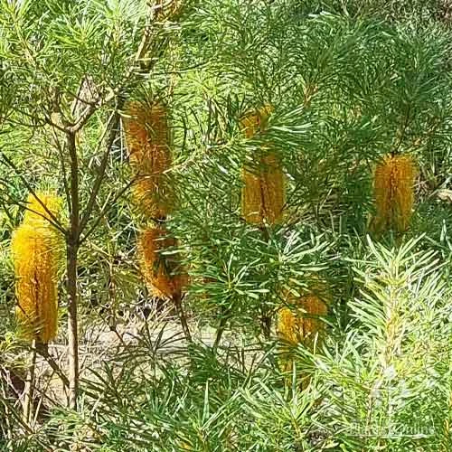 Banksia Spinulosa - Hairpin Banksia 4 Banksia Spinulosa - Hairpin Banksia - Image 2
