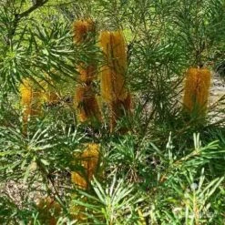 Banksia Spinulosa - Hairpin Banksia 14 Banksia Spinulosa - Hairpin Banksia -Australian Plants Online Sales apo spinulosa flowers2