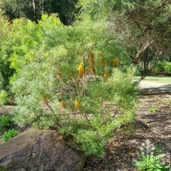 Banksia Spinulosa - Hairpin Banksia 15 Banksia Spinulosa - Hairpin Banksia -Australian Plants Online Sales apo spinulosa in winter