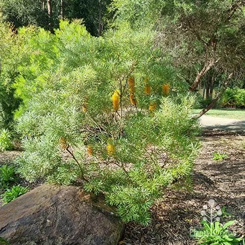 Banksia Spinulosa - Hairpin Banksia 8 Banksia Spinulosa - Hairpin Banksia - Image 6