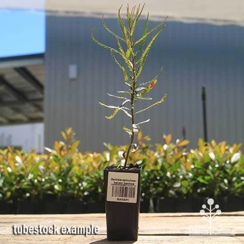 Banksia Spinulosa - Hairpin Banksia 5 Banksia Spinulosa - Hairpin Banksia - Image 3