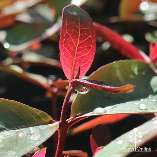 Eucalyptus Olida - Strawberry Gum 6 Eucalyptus Olida - Strawberry Gum - Image 4