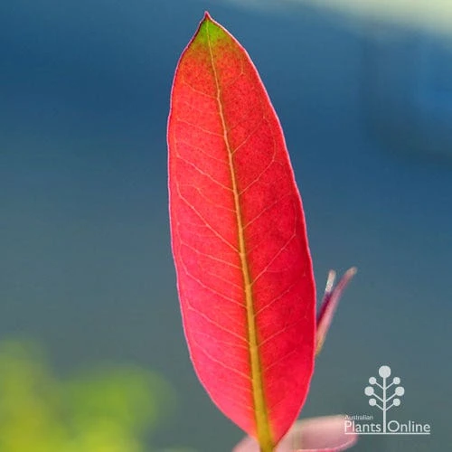 Eucalyptus Olida - Strawberry Gum 3 Eucalyptus Olida - Strawberry Gum