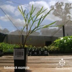 Grevillea Strawberry Sundae -Australian Plants Online Sales apo strawberry sundae tubestock side